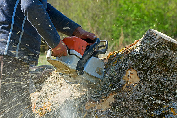 Trusted Ocean Gate, NJ Tree Services Experts